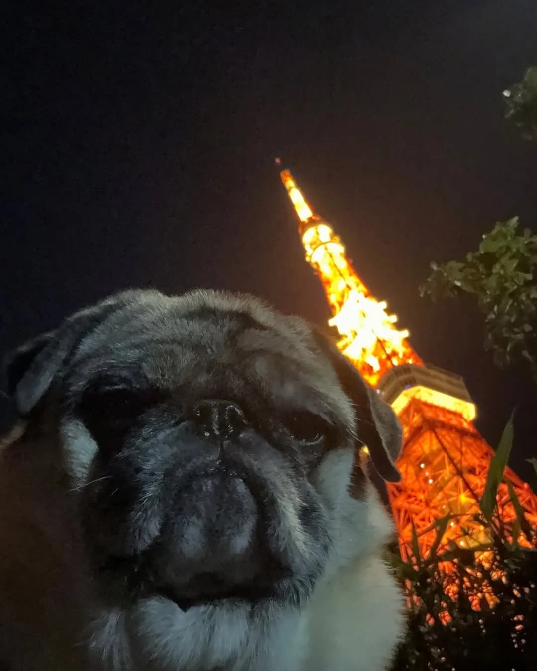 Playing tourist in my own city 🗼🤳🏻 #tokyotower #kimchiselfies